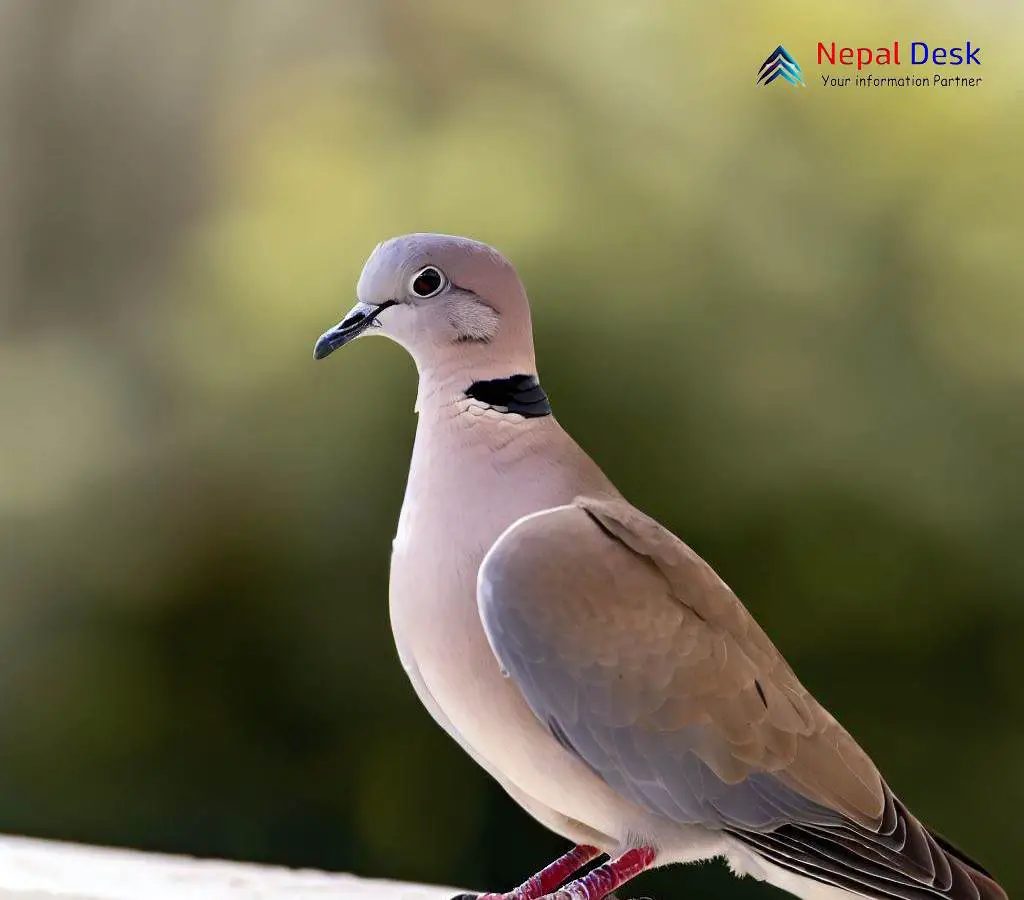 Redcollared Dove Coos of Beauty in the Wild Nepal Desk